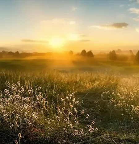 Eine weitläufige Wiesenlandschaft im Sonnenuntergang. Im Vordergrund sind Gräser und kleine Blüten sichtbar. Der Horizont ist von Bäumen gesäumt, während die untergehende Sonne den Himmel in warmen Farben erstrahlen lässt.