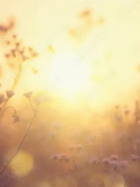 Eine Wiese mit unscharfen, zarten Wildblumen im Vordergrund. Die Szene ist in warmes, goldenes Licht eines Sonnenuntergangs getaucht, das eine stimmungsvolle und verträumte Atmosphäre schafft.
