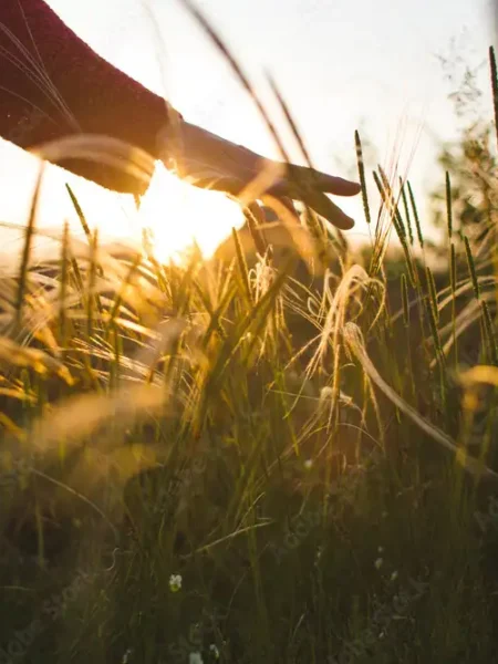 Eine Hand streicht bei Sonnenuntergang über hohe Gräser in einer Wiese. Das Licht der Sonne scheint durch die Grashalme und erzeugt einen warmen, sanften Glanz.